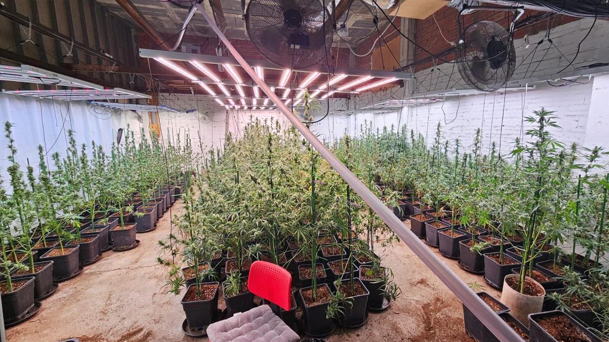 Plantació desmantellada a Llers