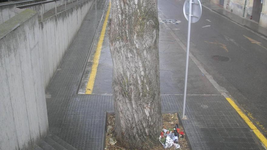 El després del pollancre del carrer Mossèn Cinto Verdaguer, amb les flors