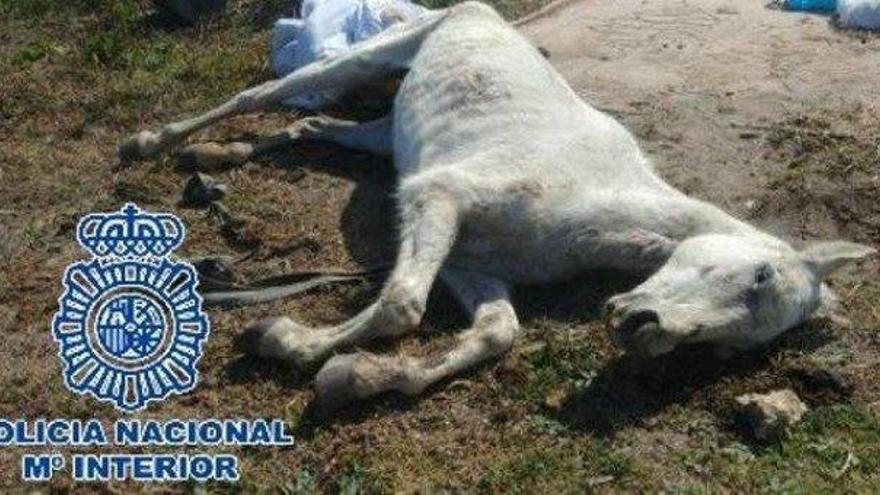 Detienen a un hombre por dejar morir a caballos en una finca de Cádiz