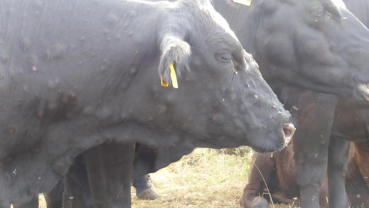 Ganado afectado por la enfermedad DNC.