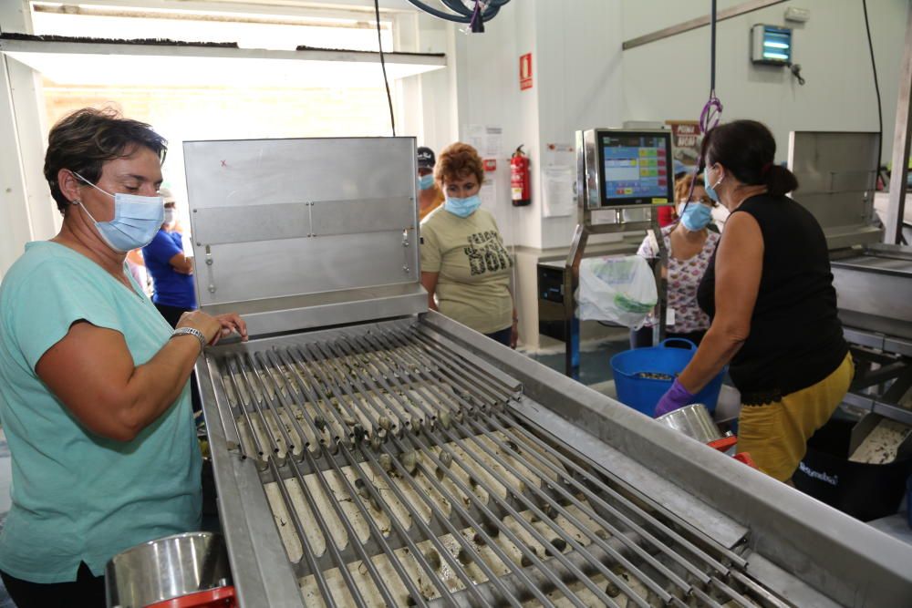 Marisqueo en Arousa