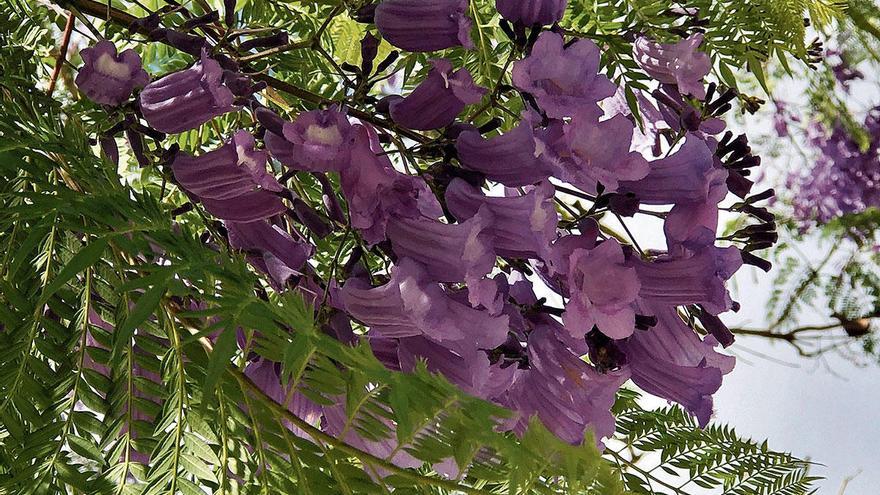 Die Blüten der Jacaranda wollen hoch hinaus