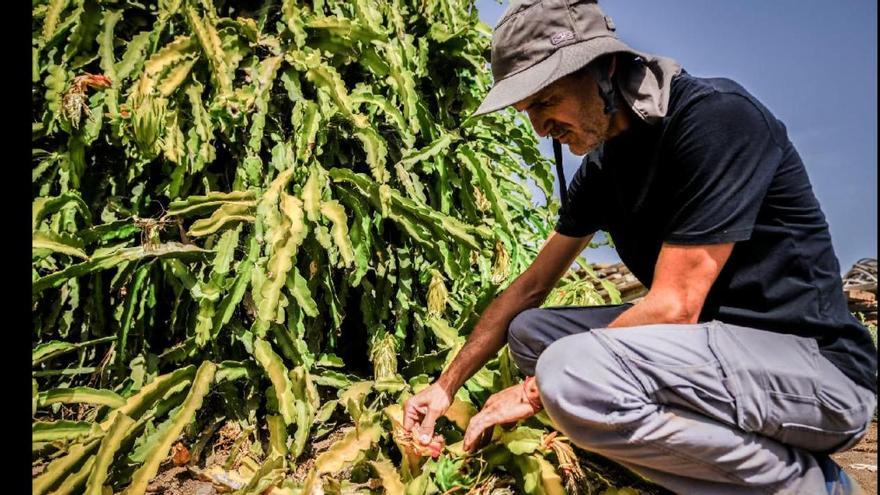 Las olas de calor queman campos de cultivo de medianías en Telde, sureste y La Aldea.