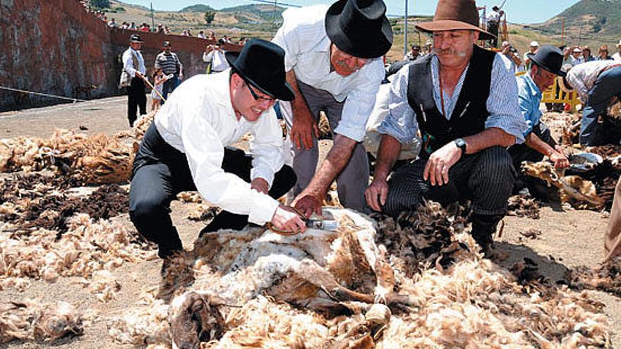 La Fiesta de la Lana de Caideros de Gáldar dejó imágenes como la de la trasquilada de las ovejas, la degustación del rico sancocho canario y la de los niños disfrutando de los animales.  PACO LUIS MATEOS