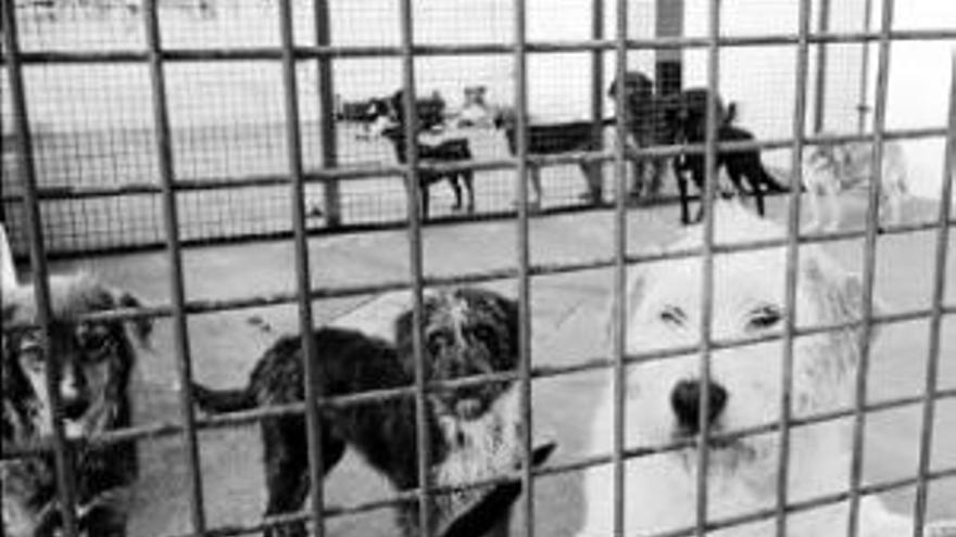 La protectora no recoge perros porque la perrera está saturada - El  Periódico Extremadura