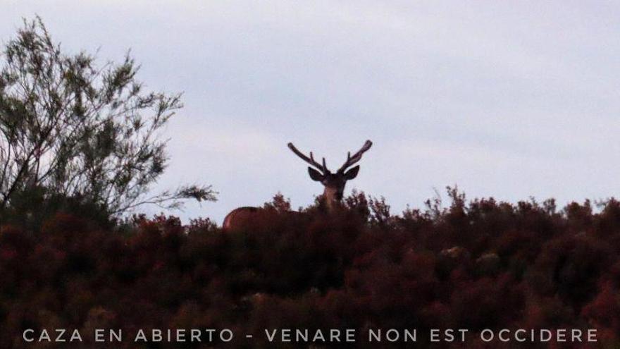 Un ciervo campea en La Culebra