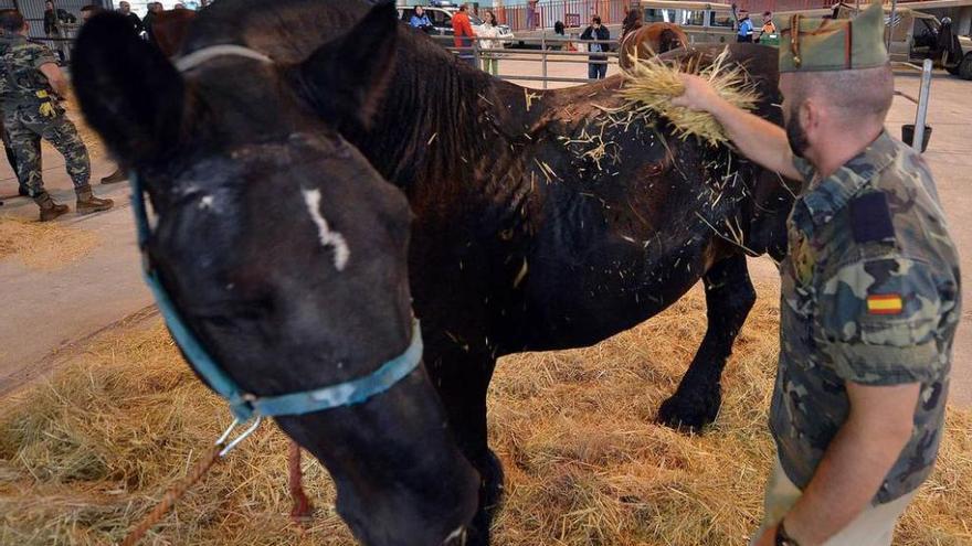 Un miembro de la Guardia Real atiende a un caballo.