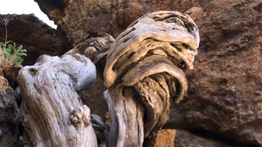 Un cedro de 1.400 años en el Teide, el árbol más viejo de Europa