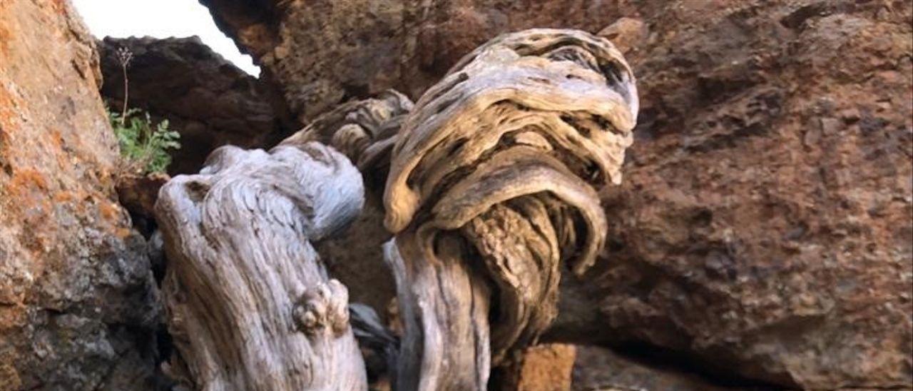 Un cedro de más de 1.400 años en el Teide.