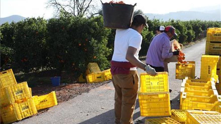 Entidades agrícolas piden PCR para los collidors cara a prevenir brotes