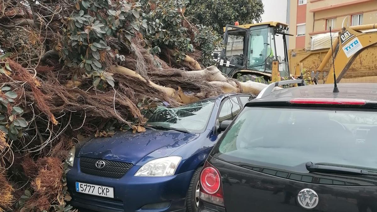 Uno de los coches (izquierda) sobre los que cayó un árbol en la calle Luis Doreste Silva. Al fondo, el vehículo de obra que provocó el accidente.