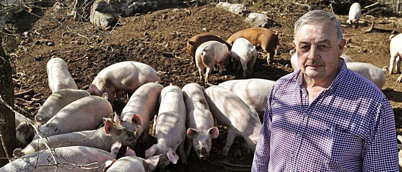 Alfonso Vence, de Avega, con sus cerdos ecológicos. |  // BERNABÉ/J. LALÍN