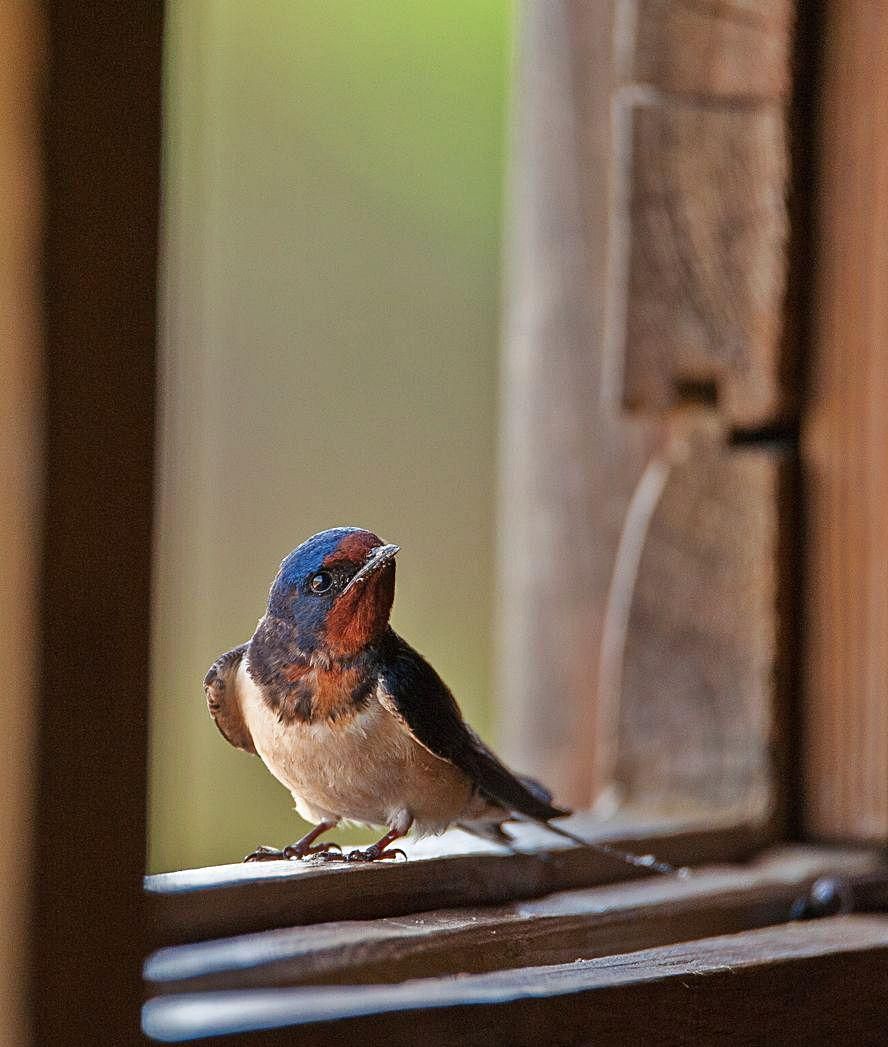 Una golondrina procedente del Sahel que anidó en Ardines (Ribadesella)