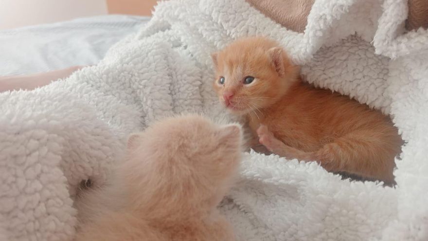 Salvan a cuatro gatitos lanzados a la basura en una tentativa de asfixia en Castellón