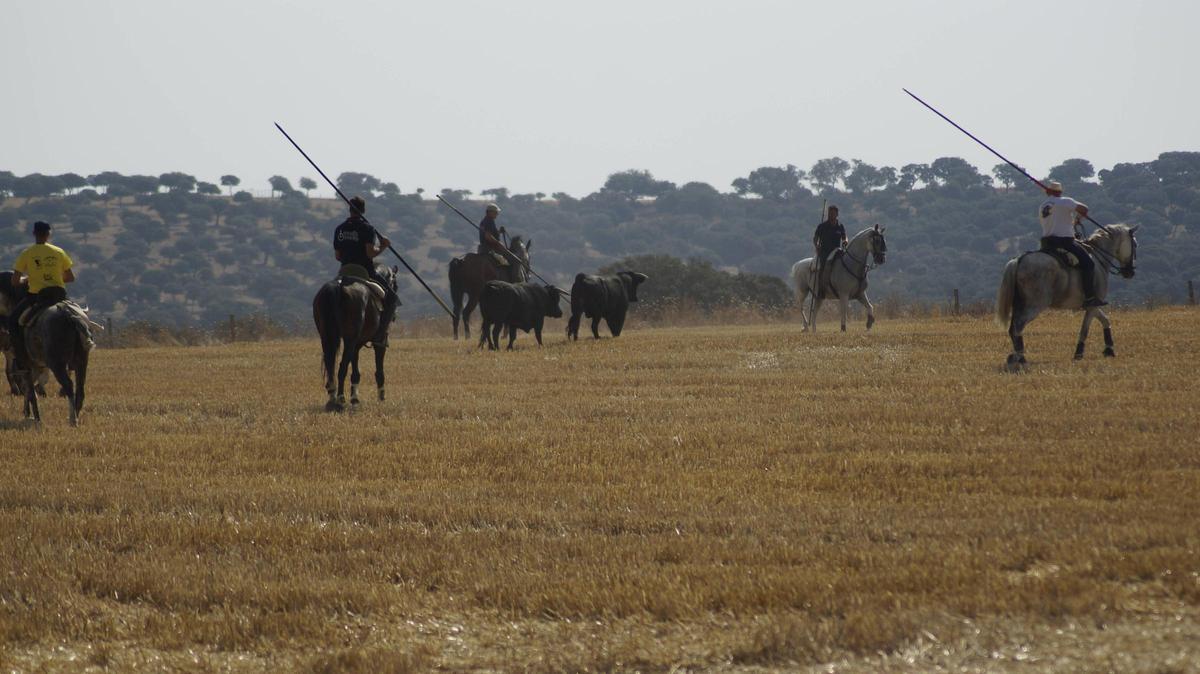GALERÍA | Villalpando afianza su tradición taurina con un encierro mixto