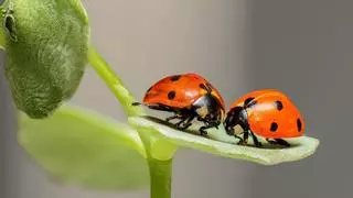 El curso de entomología en Montánchez, una oportunidad para conocer el impacto del cambio climático en los insectos y la biodiversidad