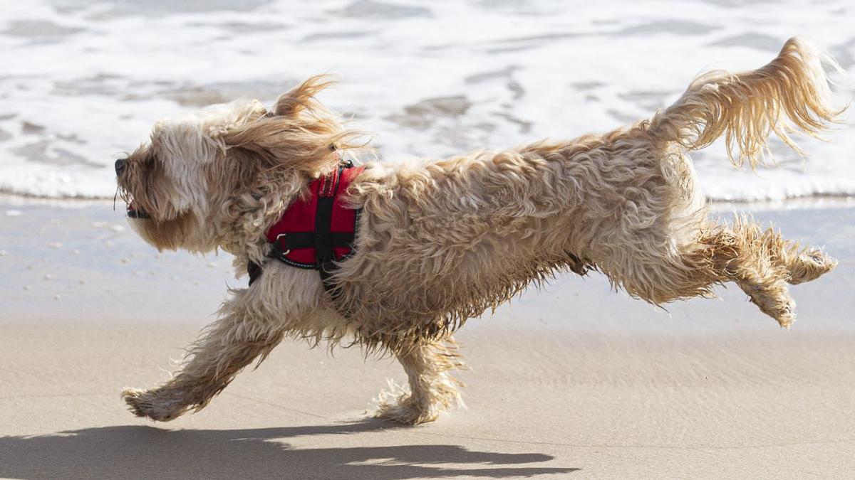 Un perro paseo suelto por la arena de una playa.