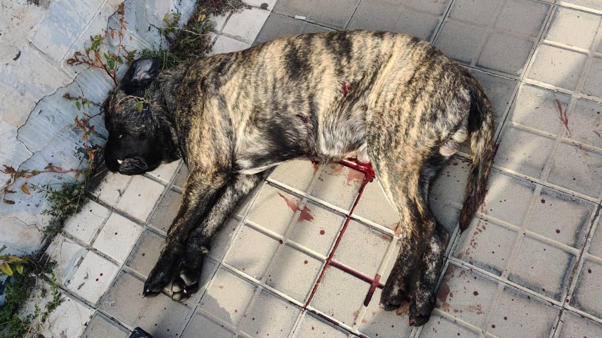 CANARIAS SUCESOS PERRO: Un agente mata a un perro de varios disparos tras  atacar a otra mascota en Miller Bajo