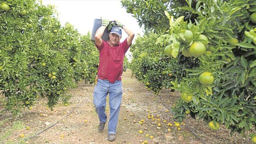 Fumigan más fruta para retrasar la maduración y evitar el temido ‘pixat’