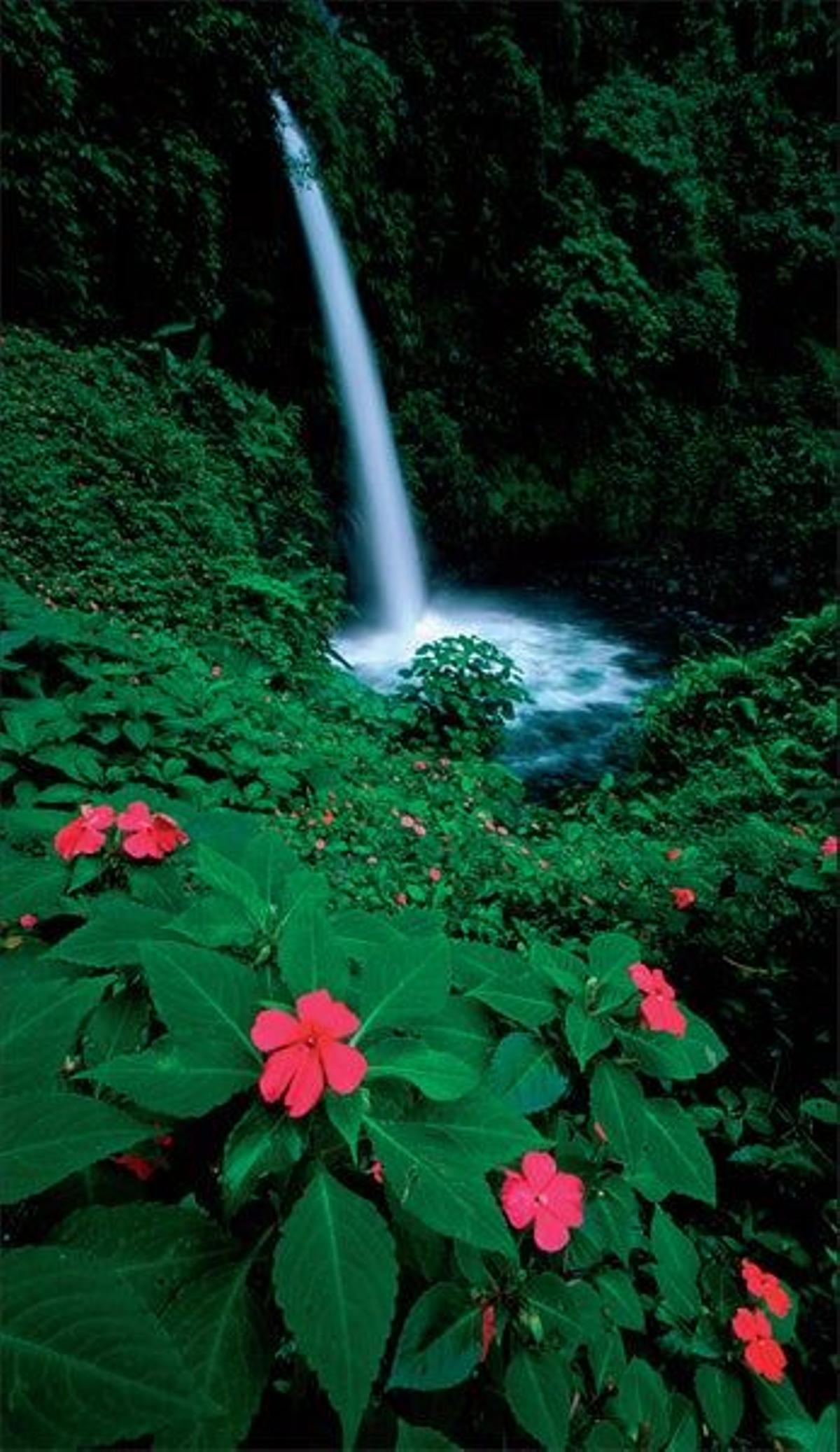 Un salto de agua en el bosque nuboso de Monteverde.