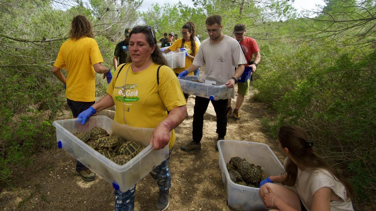 Voluntarios liberan ejemplares de tortuga mediterránea en la cuenca del río Gaià