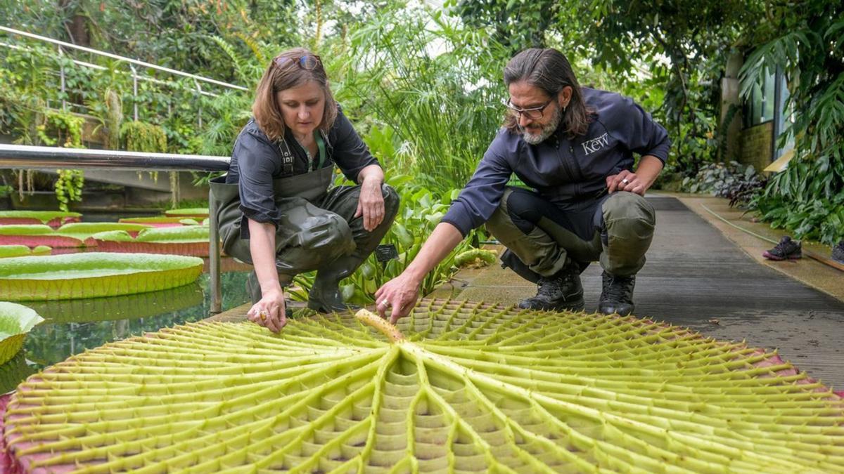 Carlos Magdalena y Lucy Smith, dos de los coautores de la investigación, con una de las hojas de nenúfar  de la especie «Victoria boliviana». | Kew Gardens