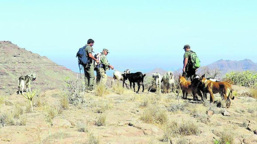 Pastores y voluntarios con cabras asilvestradas capturadas en la Reserva Natural de Güigui, en Gran Canaria. | | LP/DLP