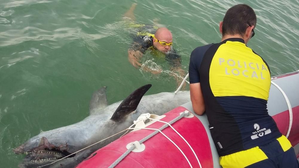 Encuentran un delfín muerto en El Rebollo