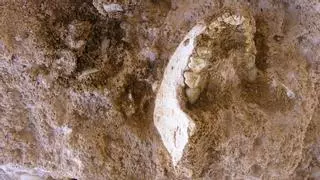 Descubierto en Marruecos un fósil que arroja luz sobre el último ancestro común de sapiens, neandertales y denisovanos