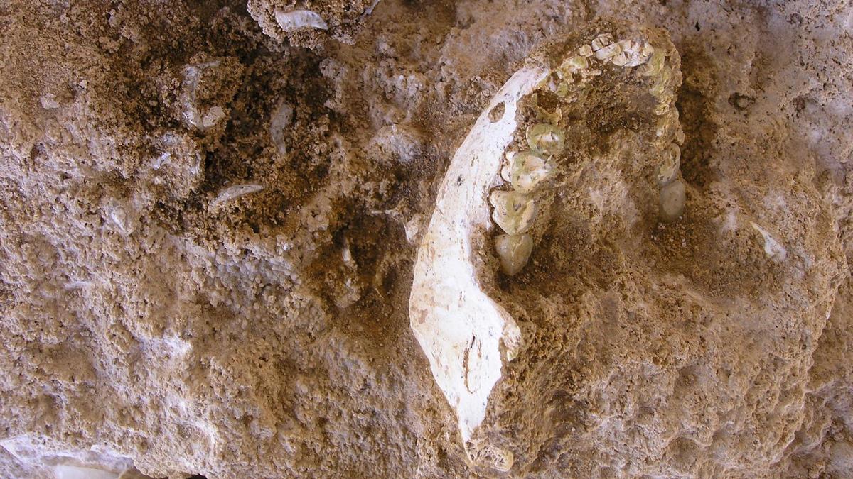 Mandíbula fósil hallada durante la excavación ThI-GH-10717 de Marruecos.