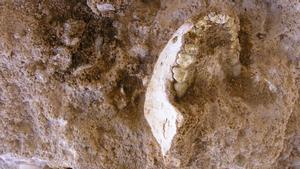 Mandíbula fósil hallada durante la excavación ThI-GH-10717 de Marruecos.