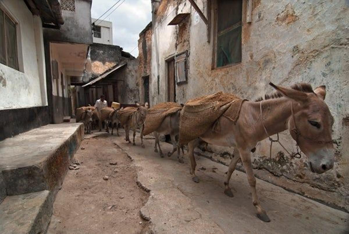 El medio de transporte típico en Lamu es el burro