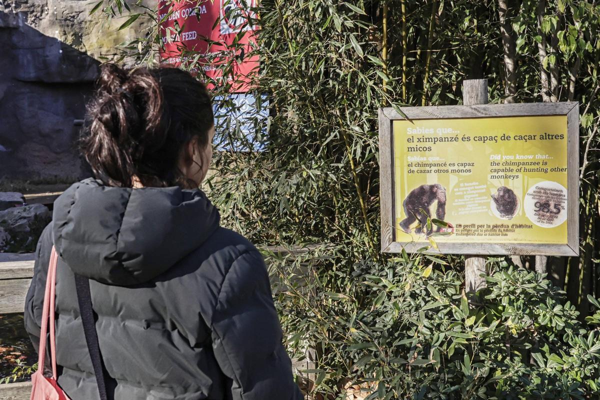 La Alimentacion en el Zoo de Barcelona. Verdura humana para suplir la fruta silvestre: así ha evolucionado la alimentación en el Zoo de Barcelona. Más fibra y menos azúcares