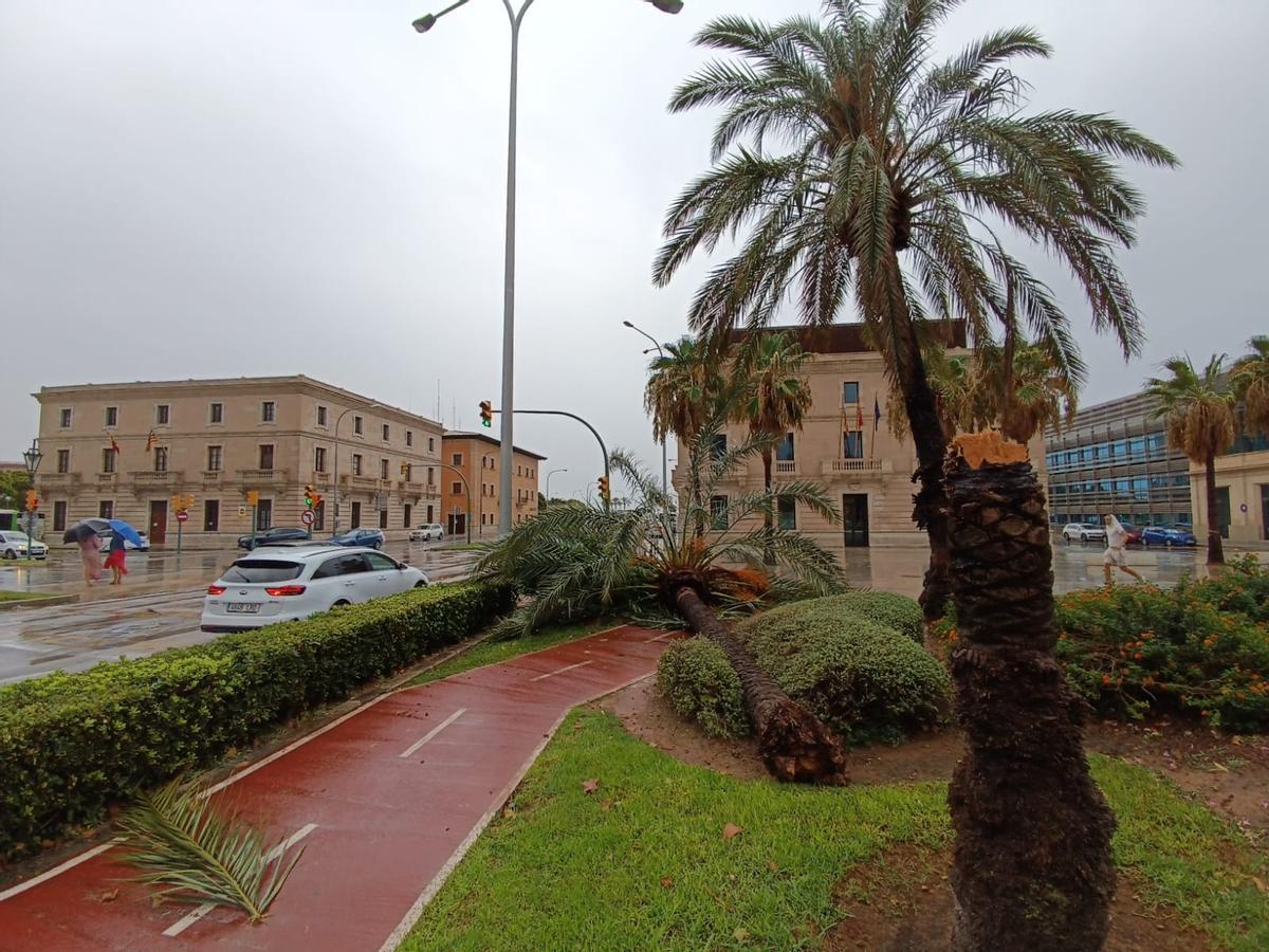 FOTOS │Una intensa tormenta barre Mallorca FOTOS │Una intensa tormenta barre Mallorca