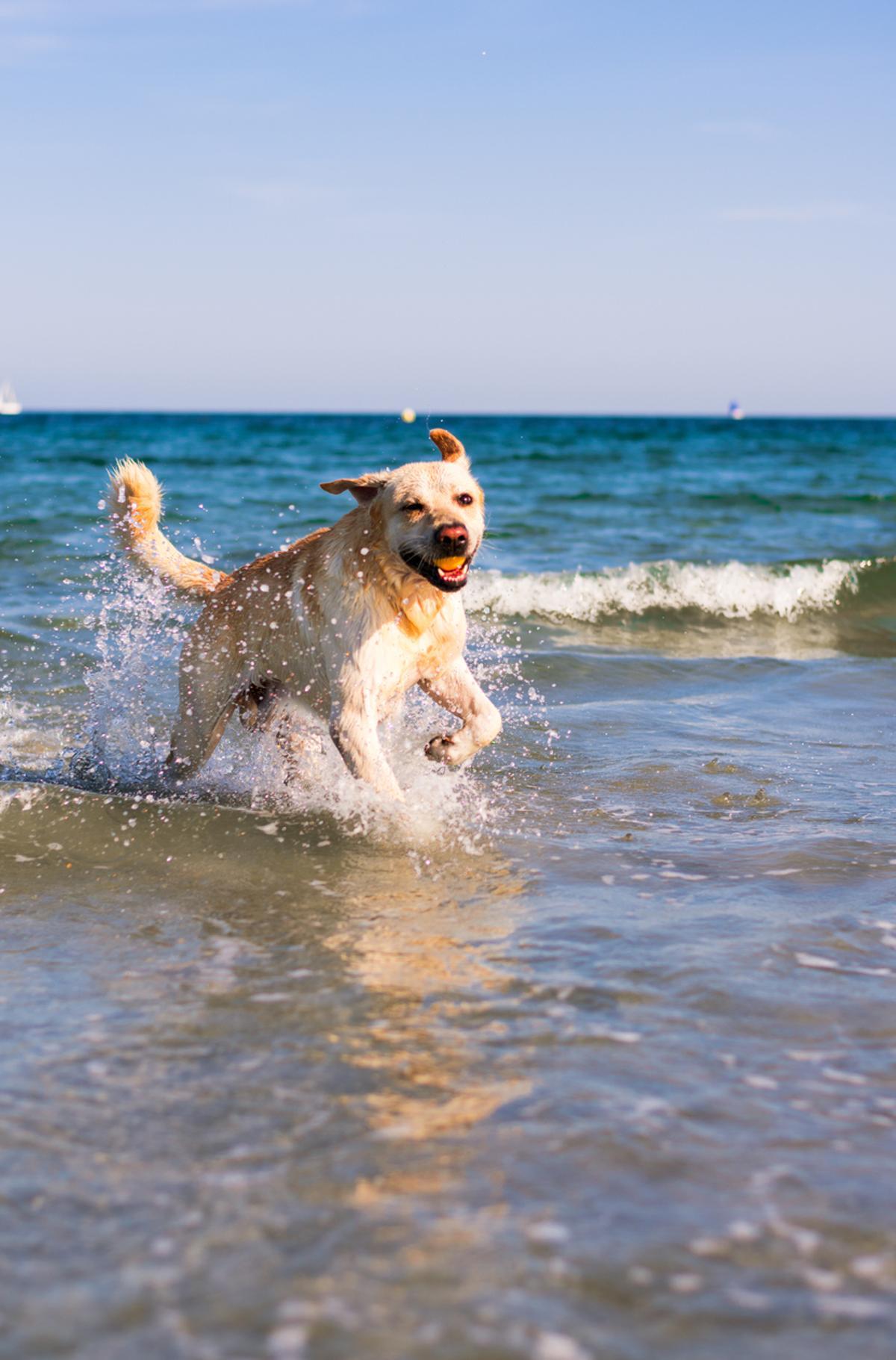 El acceso de animales a las playas queda regulado.