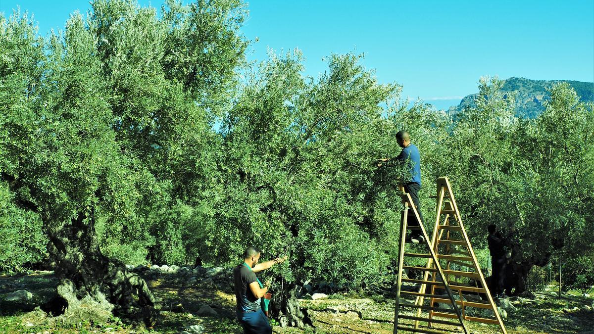 Una imagen de la recolección de olivas en la Serra de Tramuntana.