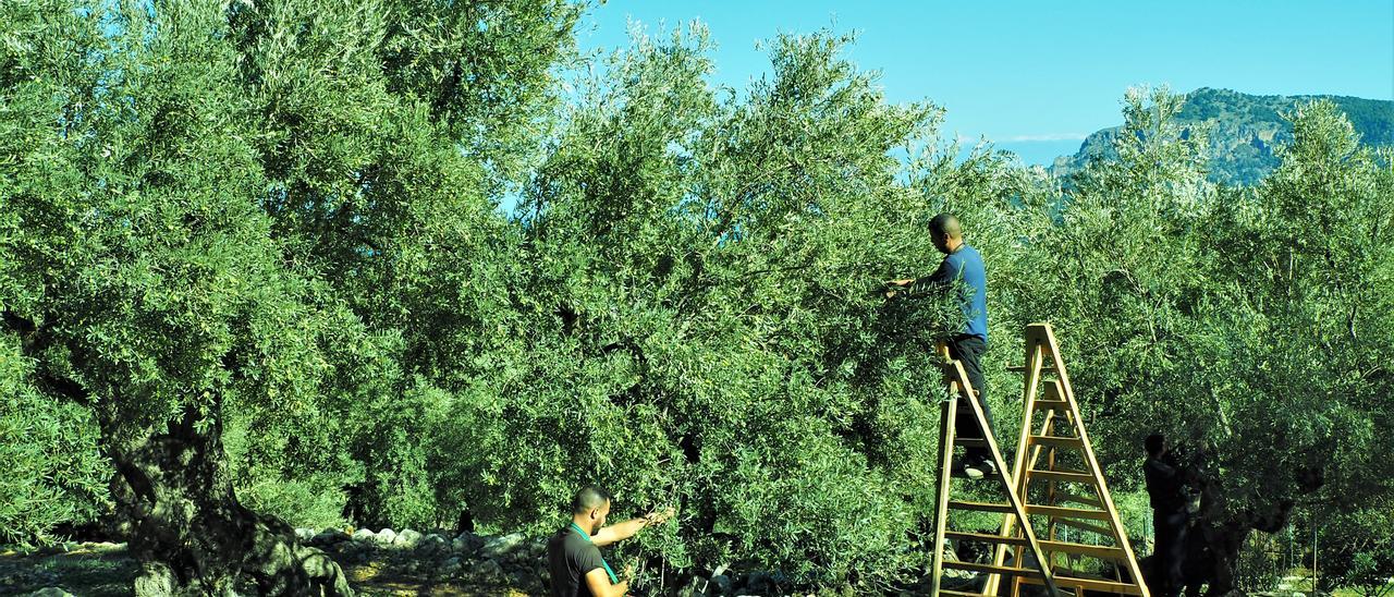 Una imagen de la recolección de olivas en la Serra de Tramuntana.