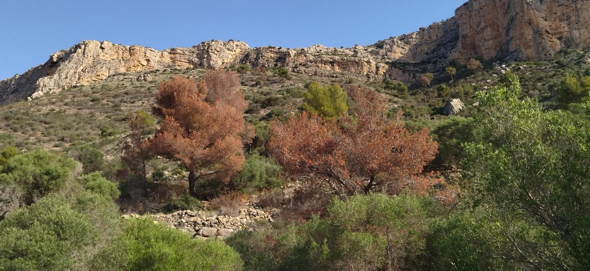 El Montgó, tras las lluvias: contraste entre el verde y el marrón de los pinos muertos