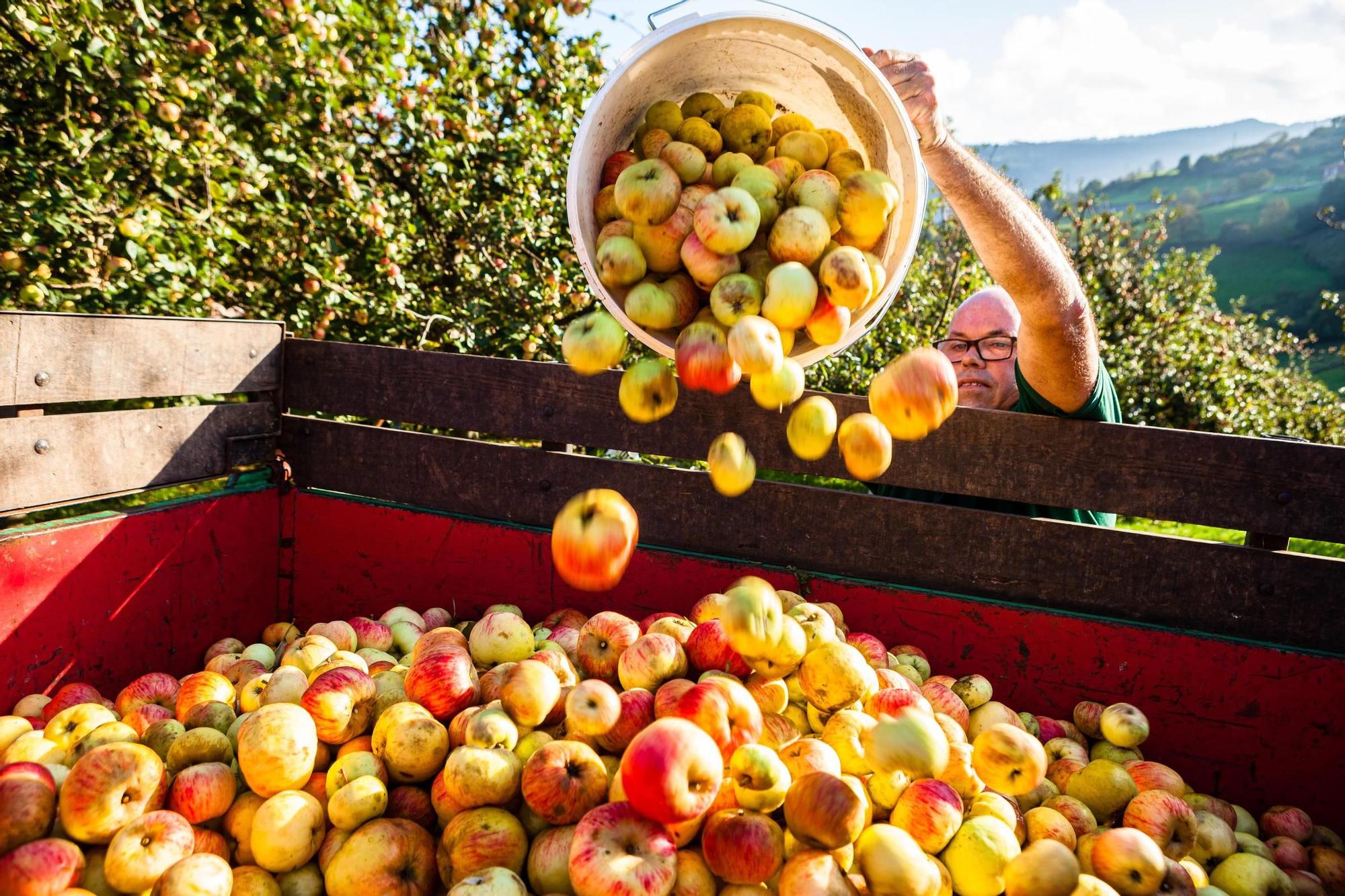 Camión de manzanas para elaborar sidra