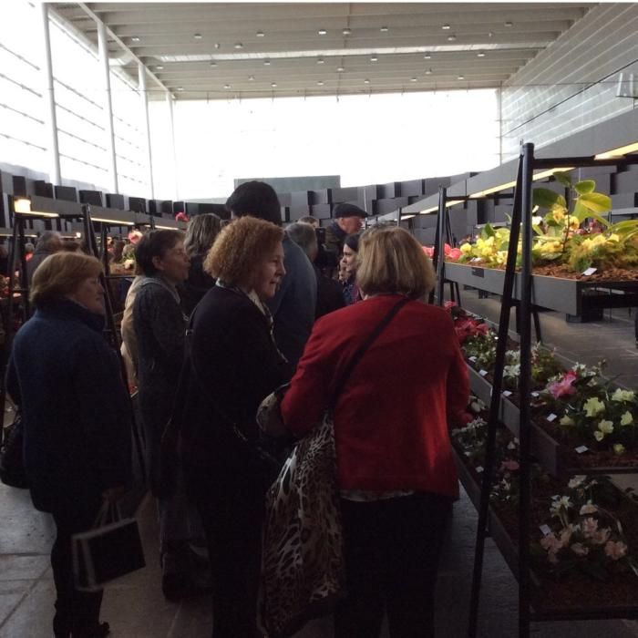 La LII Exposición Internaiconal "Os sentidos da camelia" reúne hoy en en el recinto ferial de Pontevedra medio centenar de expositores dedicados a la camelia, la flor de invierno.