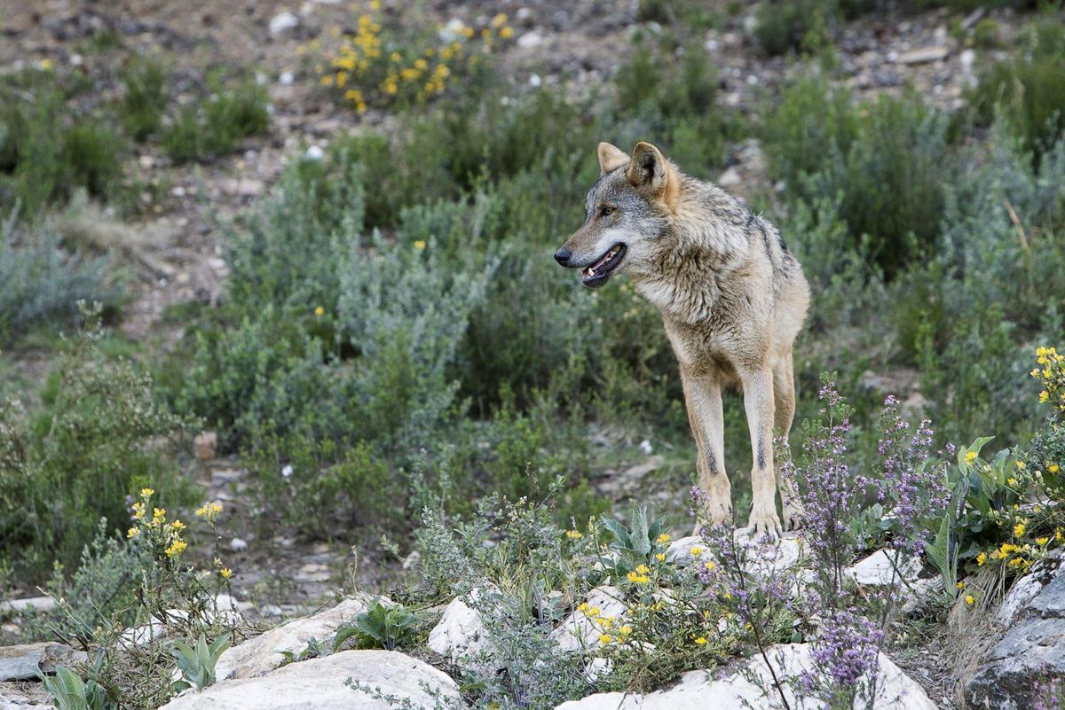 Un lobo ibérico en un monte del norte de España