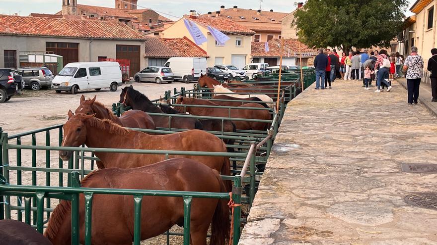 La Feria de Cantavieja se consolida por el éxito de la subasta ganadera