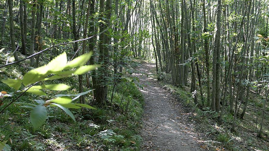 Grupo Siero fomenta los bosques sostenibles