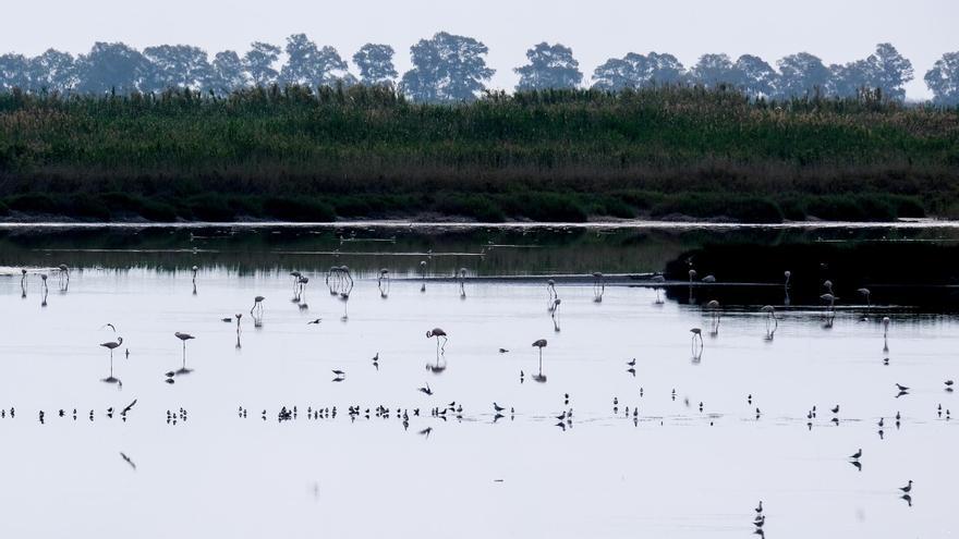 El aumento de la población de jabalíes pone en peligro la nidificación de aves acuáticas en El Hondo