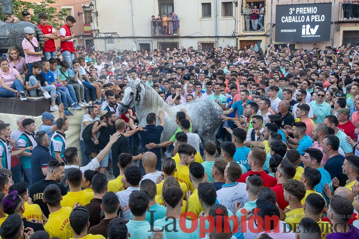 Entrega de premios del concurso morfológico de los Caballos del Vino de Caravaca