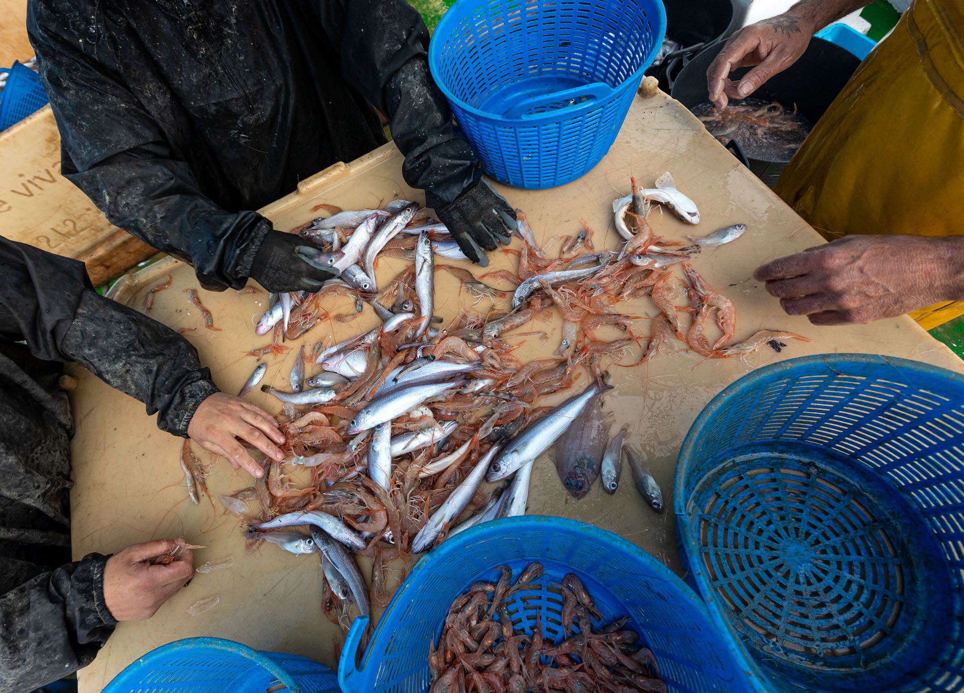 La pesca de arrastre, un oficio en peligro de extinción
