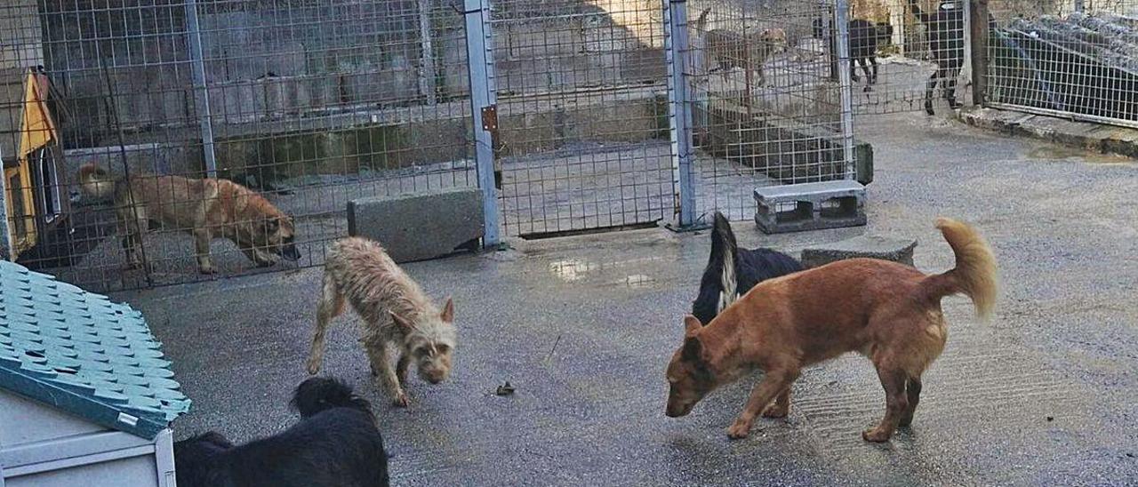 Perros en las instalaciones de la Protectora de Animais do Morrazo, en Broullón (Moaña).
