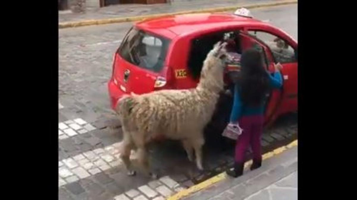 Una llama montando en un taxi en Perú.