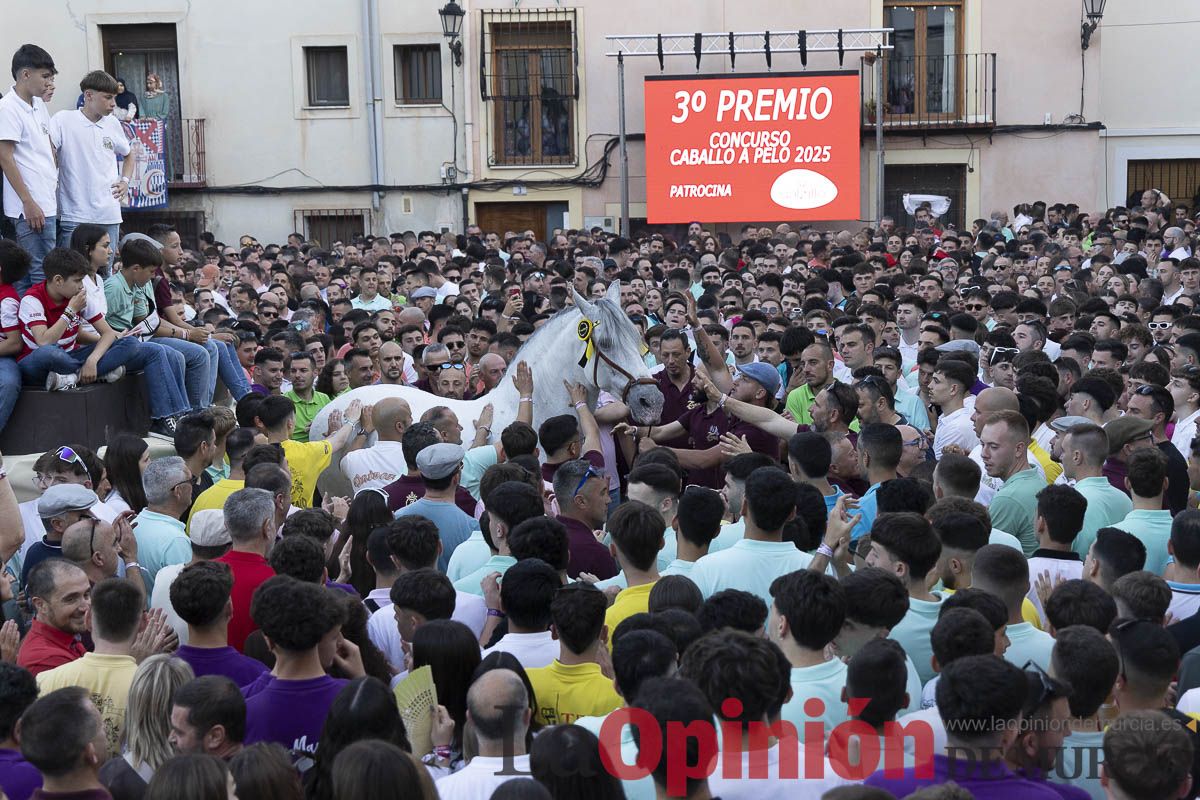 Fiestas de Caravaca | Entrega de premios del concurso morfológico