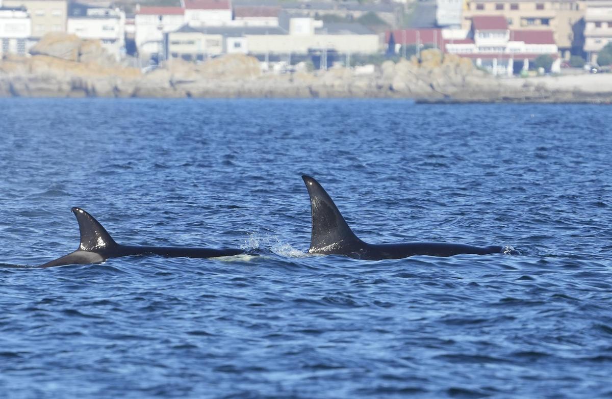 Una de las últimas incursiones de orcas en la ría de Arousa.